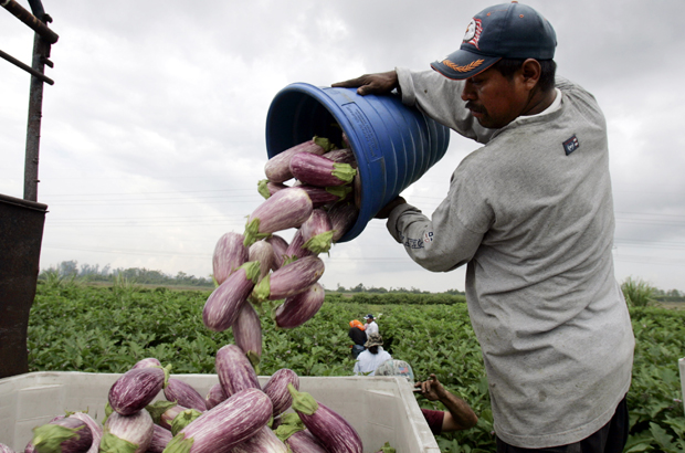 Farmworkers in Florida