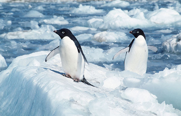 Penguins