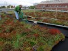 A staff member works on an experimental green roof at the University of Vermont
