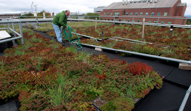 A staff member works on an experimental green roof at the University of Vermont