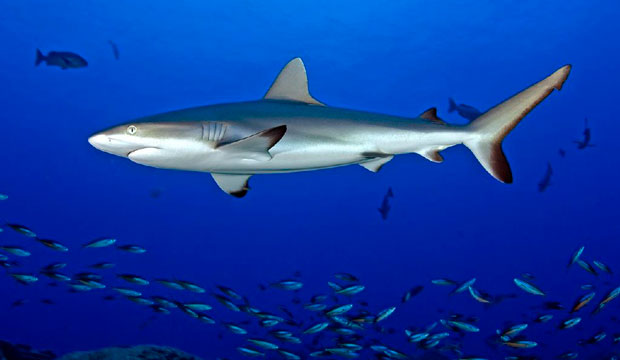 swimming shark