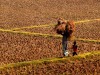A village woman carries unmilled rice