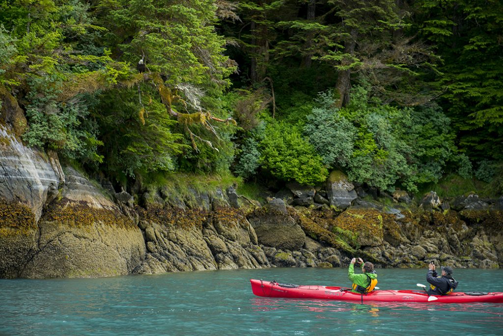 People in kayaks watch a bald eagle in Takatz Bay on Baranof Island, Tongass National Forest, Alaska.