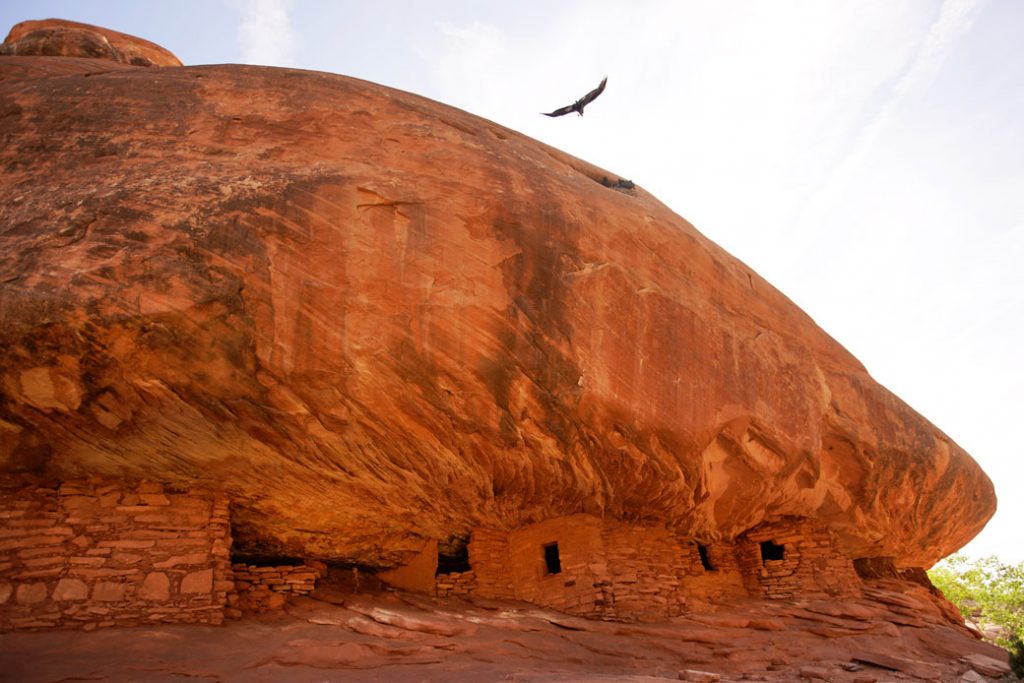 A raven flies in Mule Canyon, which is part of Bears Ears National Monument in Blanding, Utah, June 2019.