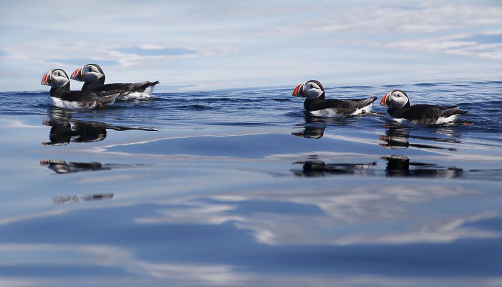 Atlantic puffins are seen on Maine's Eastern Egg Rock.