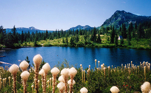 Sawtooth Berry Fields