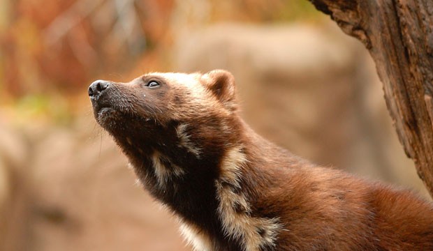 wolverine