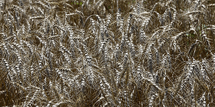 Wheat field