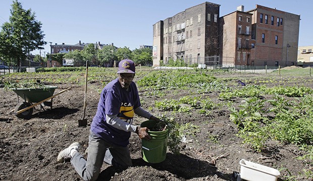 A man plants vegetables in a garden.
