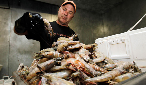Jimmy Galle sorts through shrimp caught on the Gulf coast on June 4, 2010.